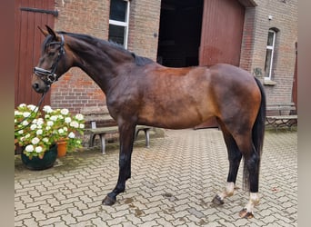 Hanoverian, Mare, 4 years, 16,1 hh, Brown