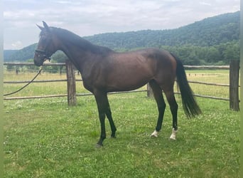 Hanoverian, Mare, 4 years, 16,1 hh, Brown