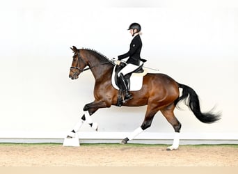 Hanoverian, Mare, 4 years, 16,1 hh, Brown