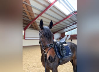 Hanoverian, Mare, 4 years, 16,1 hh, Brown