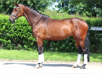 Hanoverian, Mare, 4 years, 16,1 hh, Brown