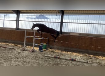 Hanoverian, Mare, 4 years, 16,1 hh, Brown