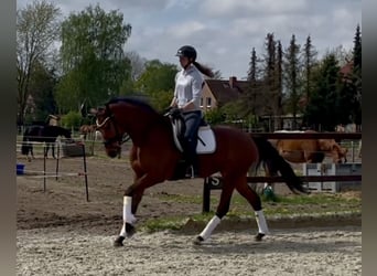 Hanoverian, Mare, 4 years, 16,1 hh, Brown