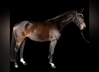 Hanoverian, Mare, 4 years, 16,1 hh, Brown