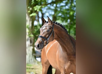 Hanoverian, Mare, 4 years, 16,1 hh, Brown