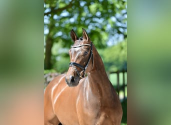 Hanoverian, Mare, 4 years, 16,1 hh, Brown