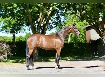 Hanoverian, Mare, 4 years, 16,1 hh, Brown