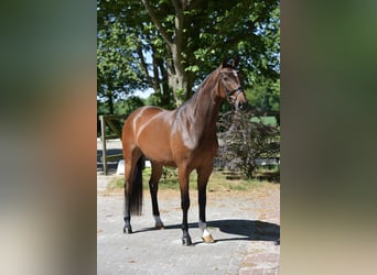 Hanoverian, Mare, 4 years, 16,1 hh, Brown