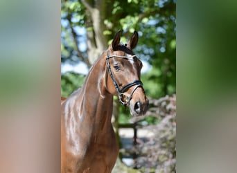 Hanoverian, Mare, 4 years, 16,1 hh, Brown