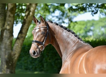 Hanoverian, Mare, 4 years, 16,1 hh, Brown