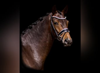 Hanoverian, Mare, 4 years, 16,1 hh, Brown
