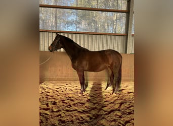 Hanoverian, Mare, 4 years, 16,1 hh, Brown