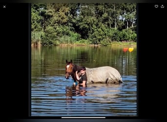 Hanoverian, Mare, 4 years, 16,1 hh, Brown