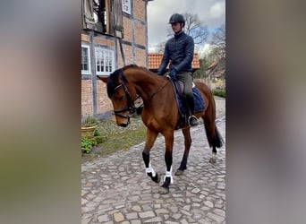 Hanoverian, Mare, 4 years, 16,1 hh, Buckskin