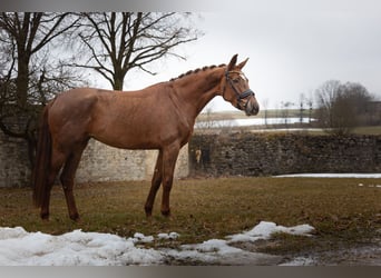 Hanoverian, Mare, 4 years, 16,1 hh, Chestnut