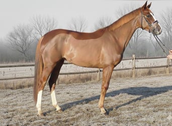 Hanoverian, Mare, 4 years, 16,1 hh, Chestnut