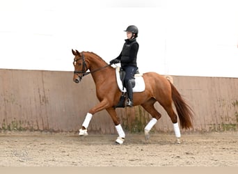 Hanoverian, Mare, 4 years, 16,1 hh, Chestnut-Red