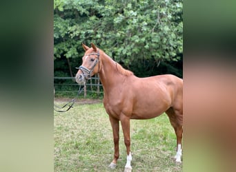 Hanoverian, Mare, 4 years, 16,1 hh, Chestnut-Red