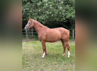 Hanoverian, Mare, 4 years, 16,1 hh, Chestnut-Red