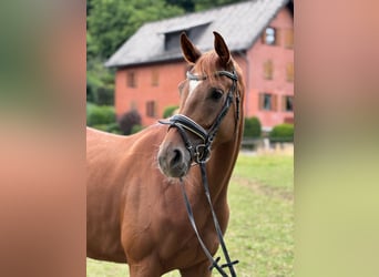 Hanoverian, Mare, 4 years, 16,1 hh, Chestnut-Red