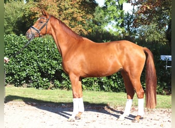 Hanoverian, Mare, 4 years, 16,1 hh, Chestnut-Red