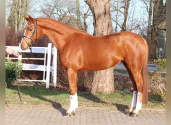 Hanoverian, Mare, 4 years, 16,1 hh, Chestnut-Red