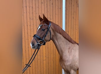 Hanoverian, Mare, 4 years, 16,1 hh, Chestnut-Red