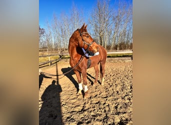 Hanoverian, Mare, 4 years, 16,1 hh, Chestnut-Red
