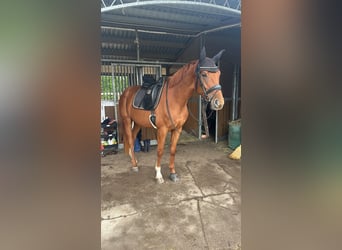 Hanoverian, Mare, 4 years, 16,1 hh, Chestnut-Red