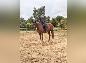 Hanoverian, Mare, 4 years, 16,1 hh, Chestnut-Red