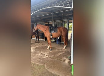 Hanoverian, Mare, 4 years, 16,1 hh, Chestnut-Red