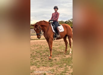 Hanoverian, Mare, 4 years, 16,1 hh, Chestnut-Red