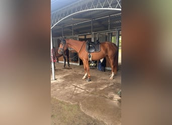 Hanoverian, Mare, 4 years, 16,1 hh, Chestnut-Red