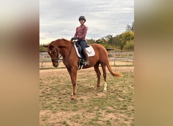 Hanoverian, Mare, 4 years, 16,1 hh, Chestnut-Red