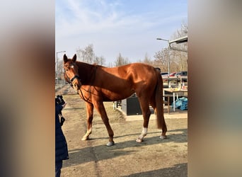 Hanoverian, Mare, 4 years, 16,1 hh, Chestnut-Red