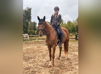 Hanoverian, Mare, 4 years, 16,1 hh, Chestnut-Red