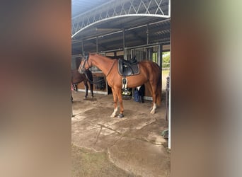 Hanoverian, Mare, 4 years, 16,1 hh, Chestnut-Red