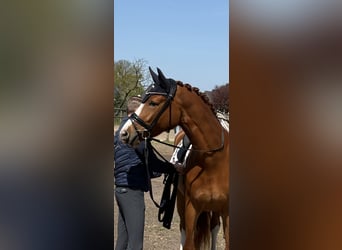 Hanoverian, Mare, 4 years, 16,1 hh, Chestnut-Red
