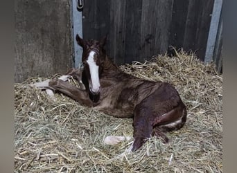 Hanoverian, Mare, 4 years, 16,1 hh, Chestnut-Red