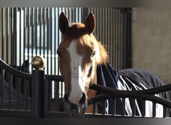 Hanoverian, Mare, 4 years, 16,1 hh, Chestnut-Red