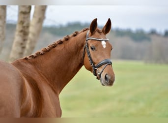 Hanoverian, Mare, 4 years, 16,1 hh, Chestnut-Red