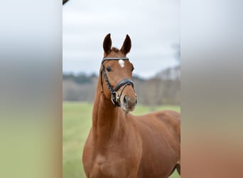 Hanoverian, Mare, 4 years, 16,1 hh, Chestnut-Red