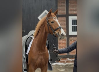 Hanoverian, Mare, 4 years, 16,1 hh, Chestnut-Red