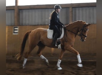 Hanoverian, Mare, 4 years, 16,1 hh, Chestnut-Red