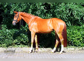 Hanoverian, Mare, 4 years, 16,1 hh, Chestnut-Red