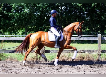 Hanoverian, Mare, 4 years, 16,1 hh, Chestnut-Red