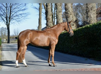 Hanoverian, Mare, 4 years, 16,1 hh, Chestnut-Red
