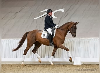 Hanoverian, Mare, 4 years, 16,1 hh, Chestnut-Red