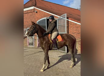 Hanoverian, Mare, 4 years, 16,1 hh, Chestnut-Red