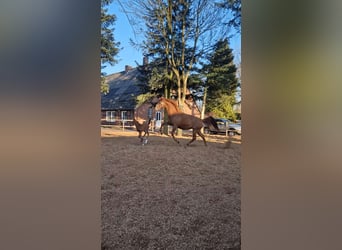 Hanoverian, Mare, 4 years, 16,1 hh, Chestnut-Red